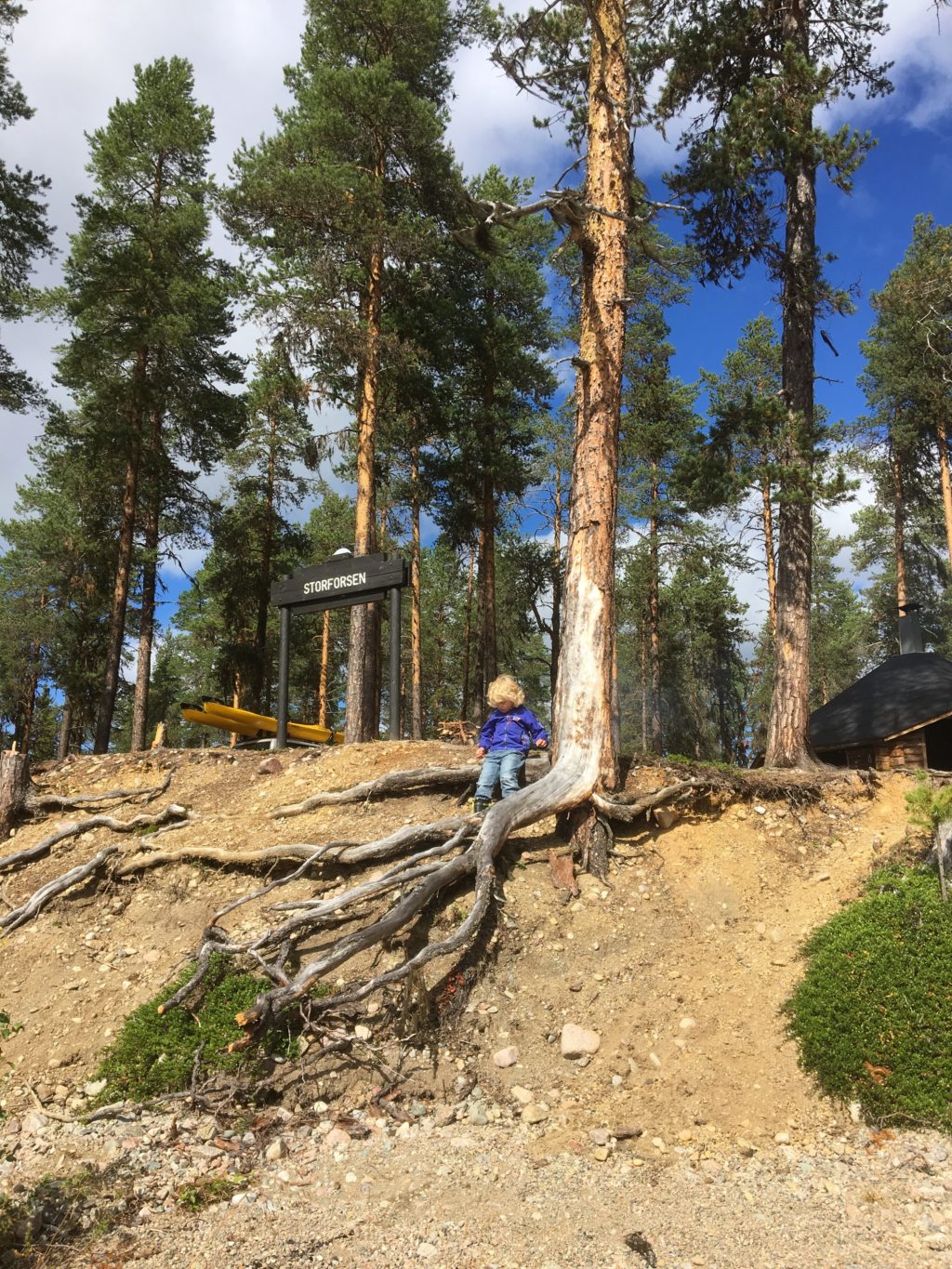 Picknick vid Storforsen