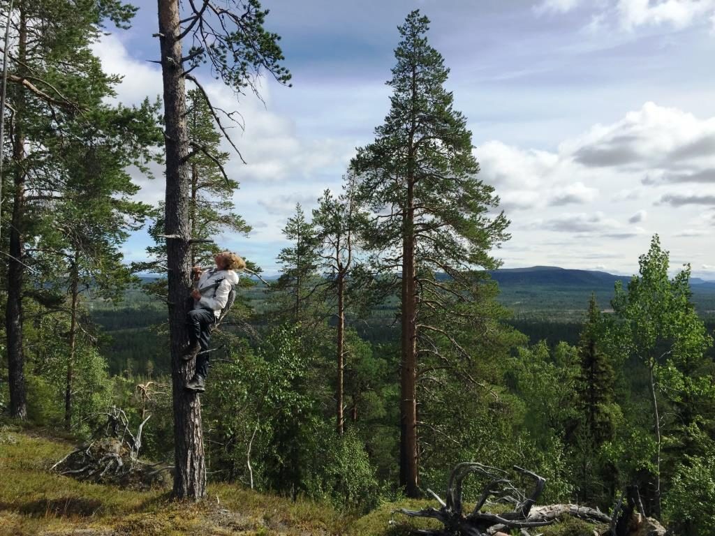 berg i sorsele