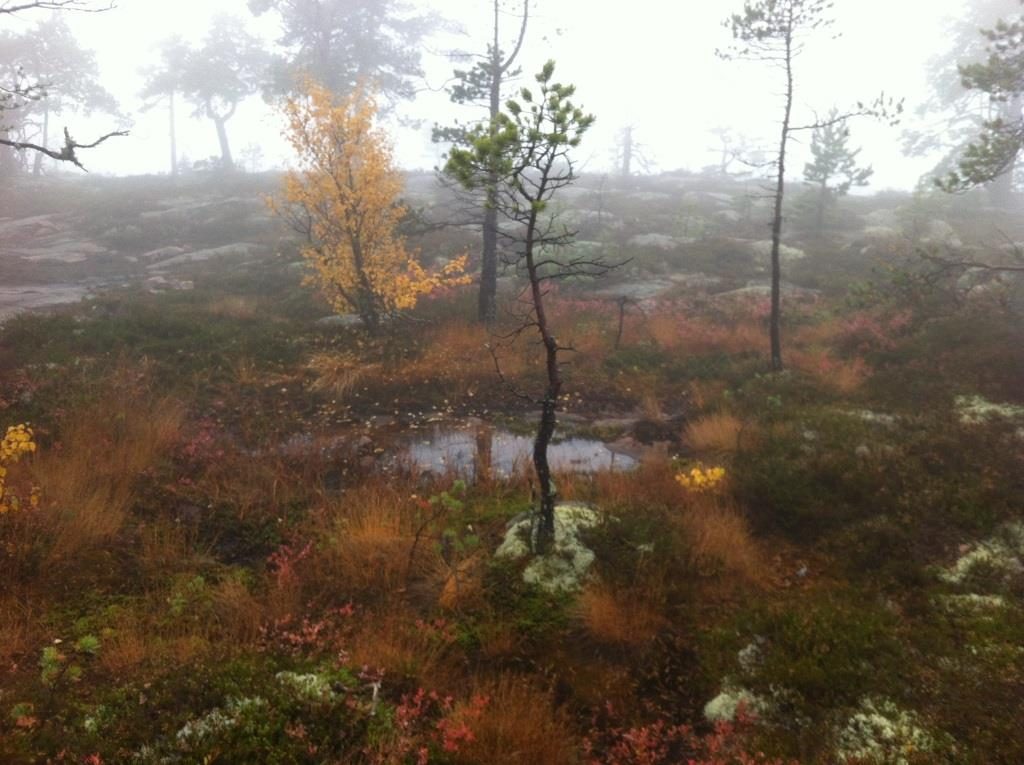 Utflykter med barn